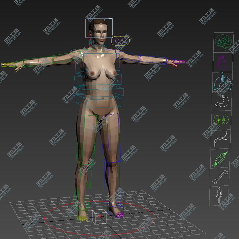 images/goods_img/20210113/3DS MAX RIGGED Male and Female Anatomy Complete Pack (Textured)/5.jpg